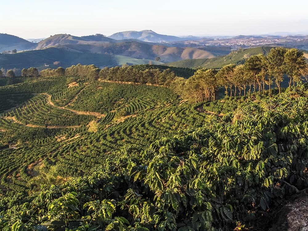 Perkebunan kopi Brasil