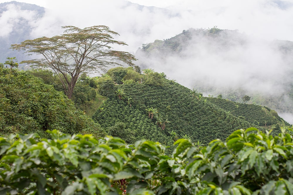 Perkebunan kopi Kolombia